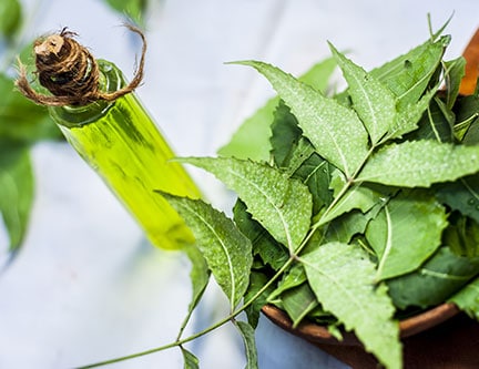 Neem Oil