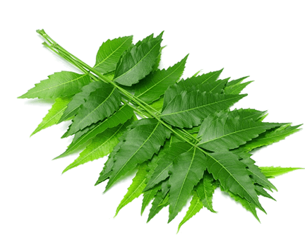 Neem Leaves – herbal face scrub