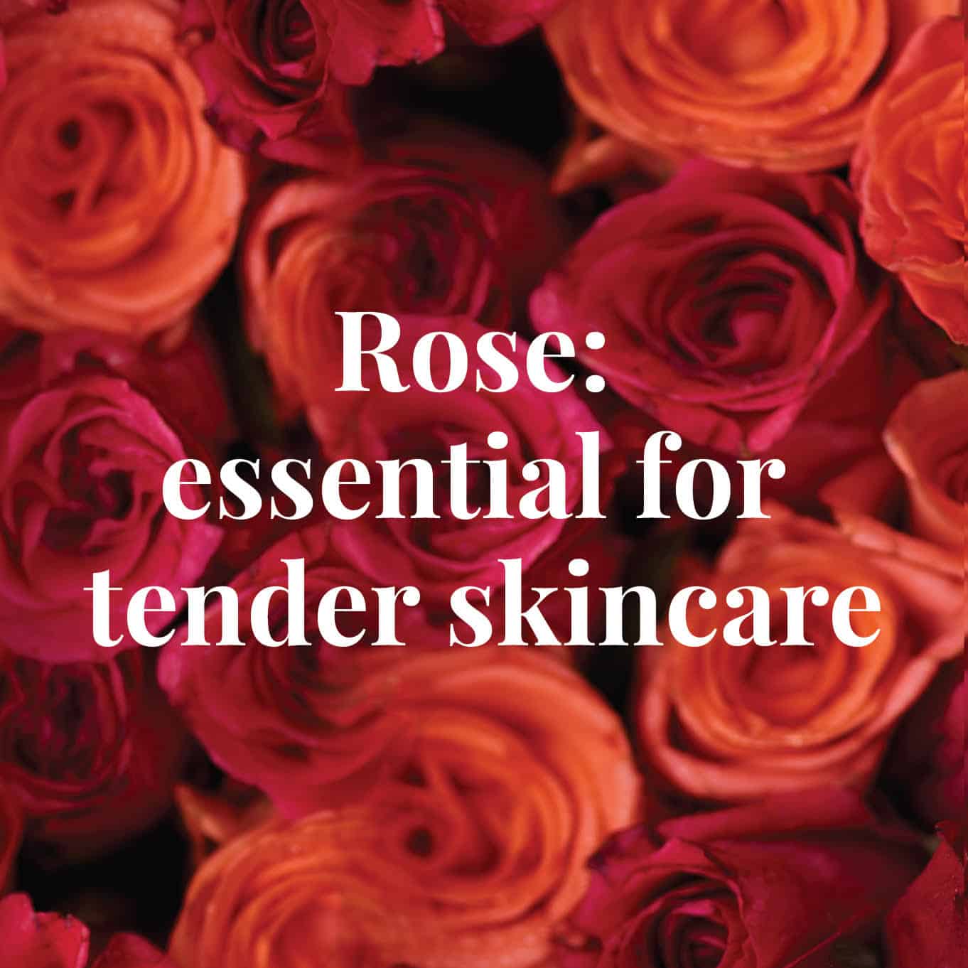 Rose: Essential For tender skincare